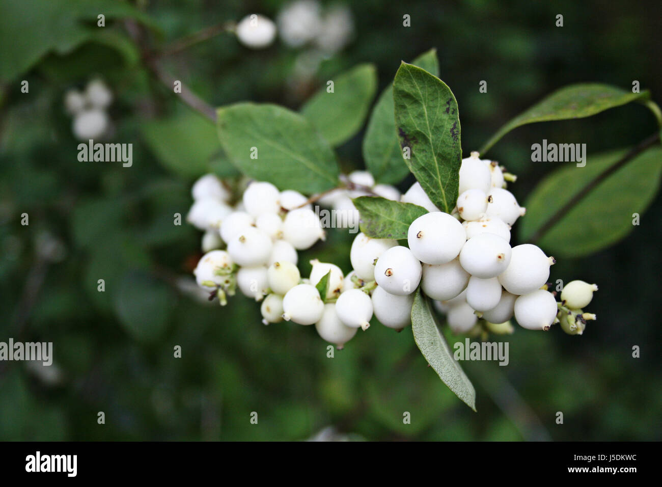 green blank european caucasian shrub berries berry peas page sheet pea Stock Photo