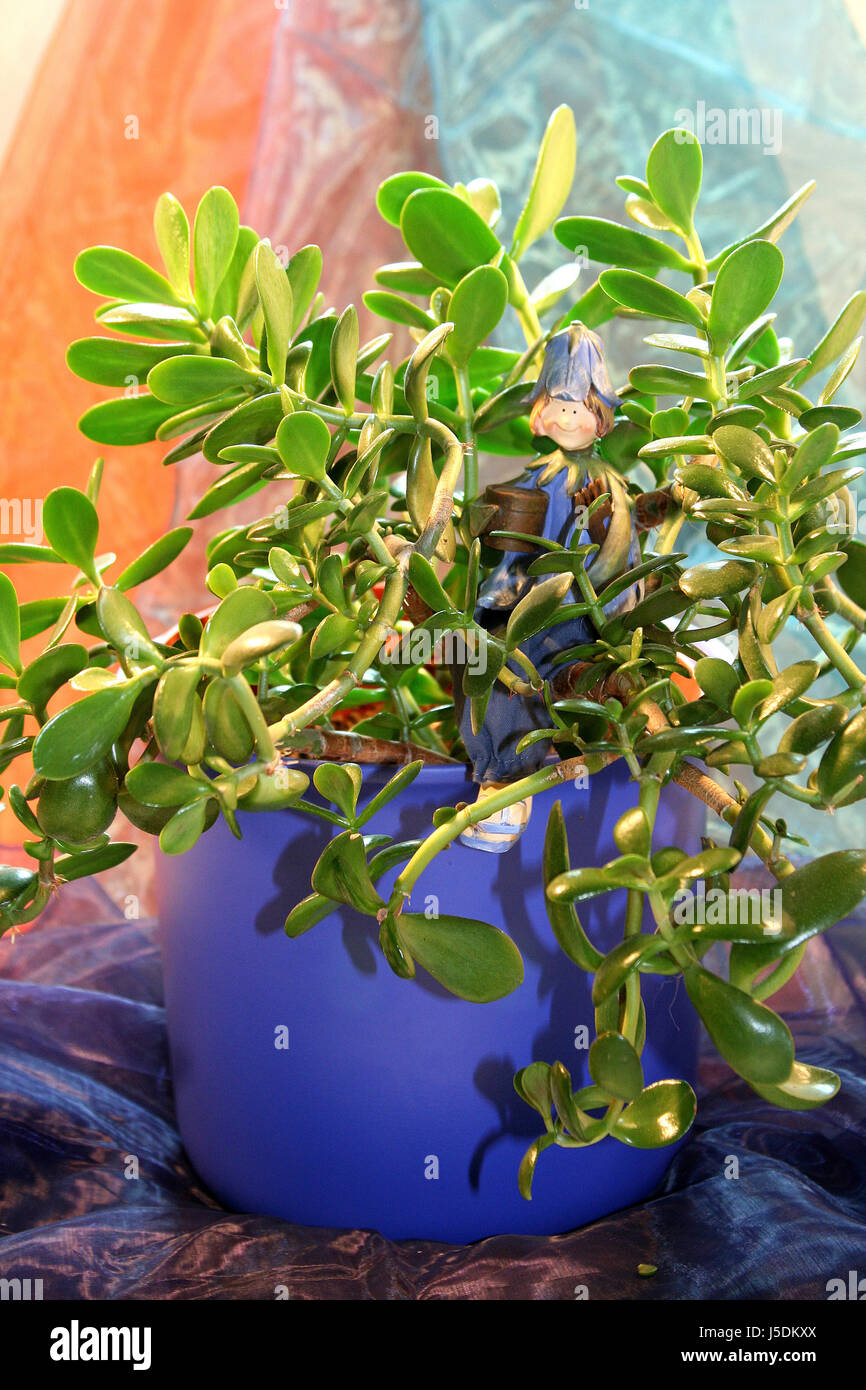 africa namibia decorative plant male indoor plant reservoir geldbaum Stock  Photo - Alamy