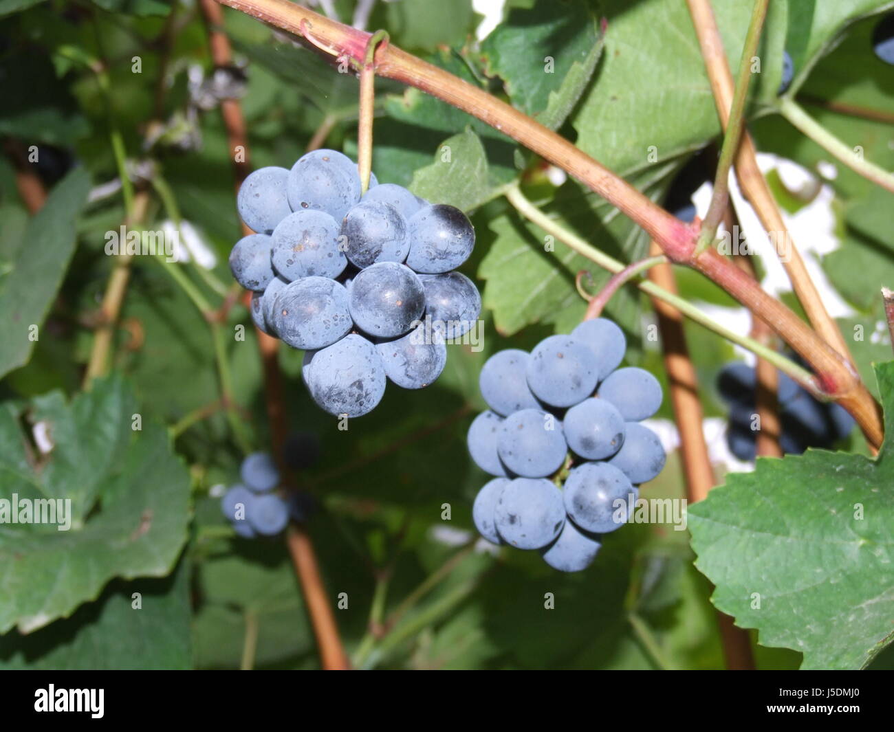 austrians wine red wine noble enthusiasm amusement enjoyment joy gag joke Stock Photo