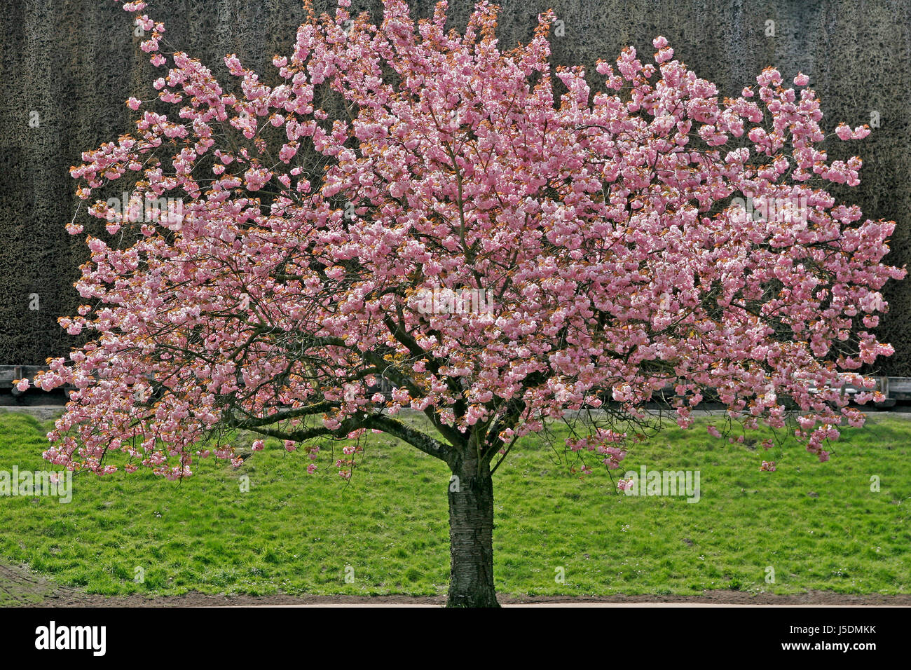 tree trees spring spa gardens prunus japanischer kirschbaum bad rothenfelde Stock Photo
