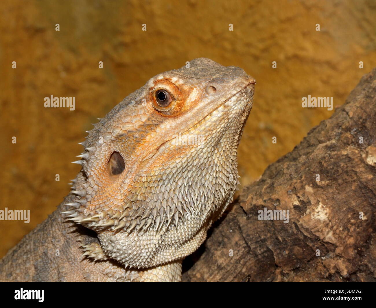 australia terrarium reptiles agamen bartagame amphibolurus vitticeps