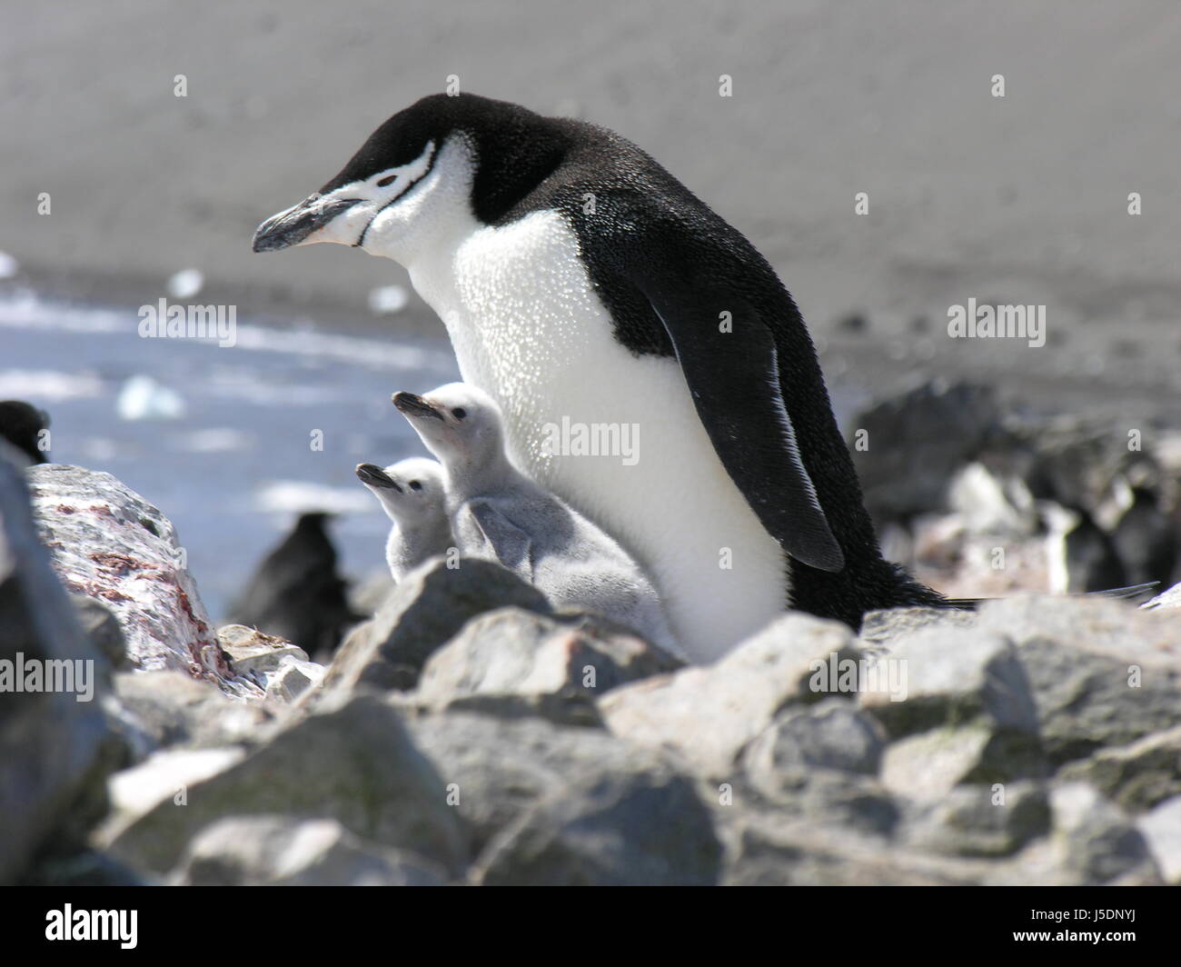 penguin with chicks in the sun Stock Photo