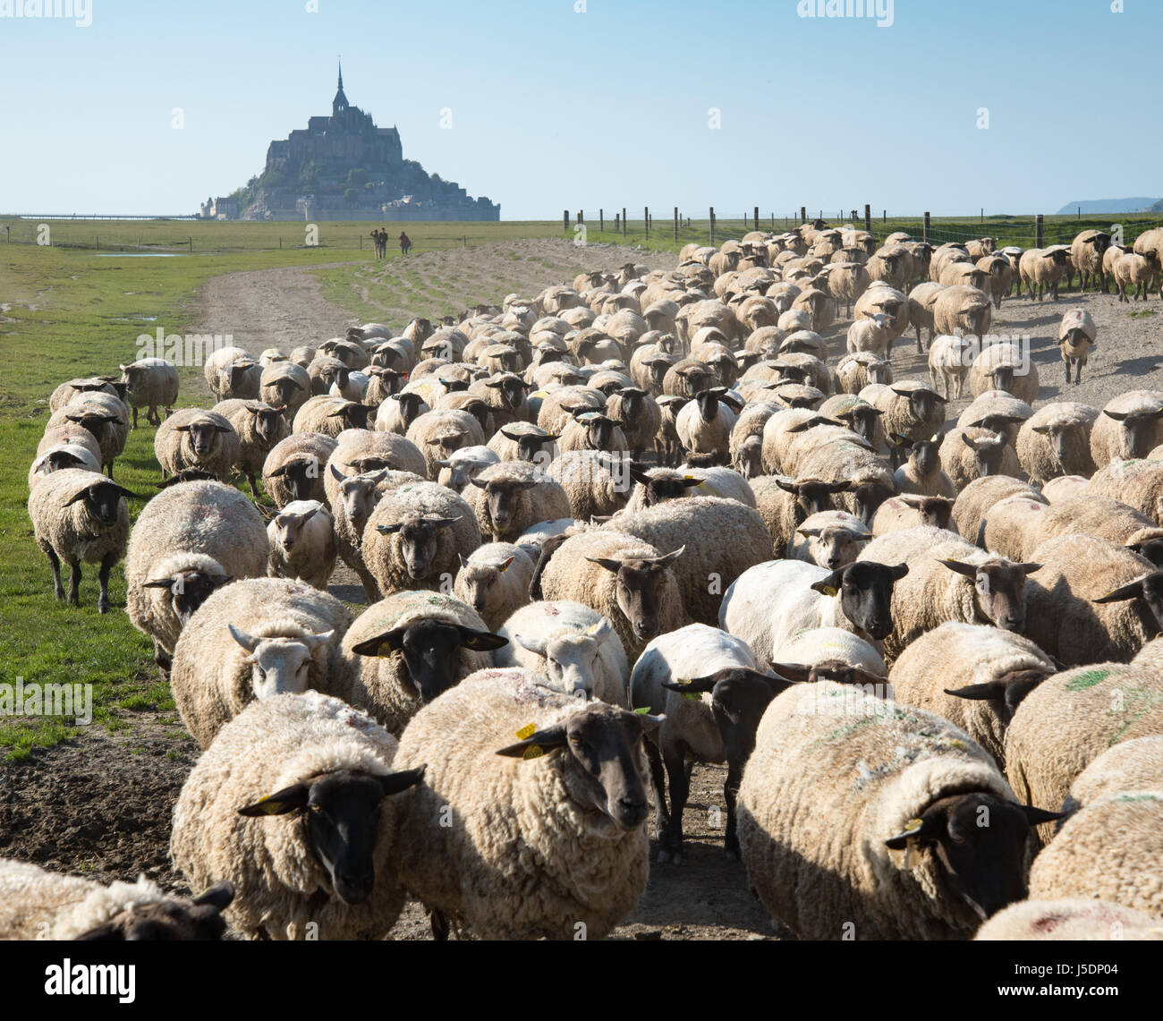 Sheep being herded in from the salt marshes with Mont-Saint-Michel in background Stock Photo