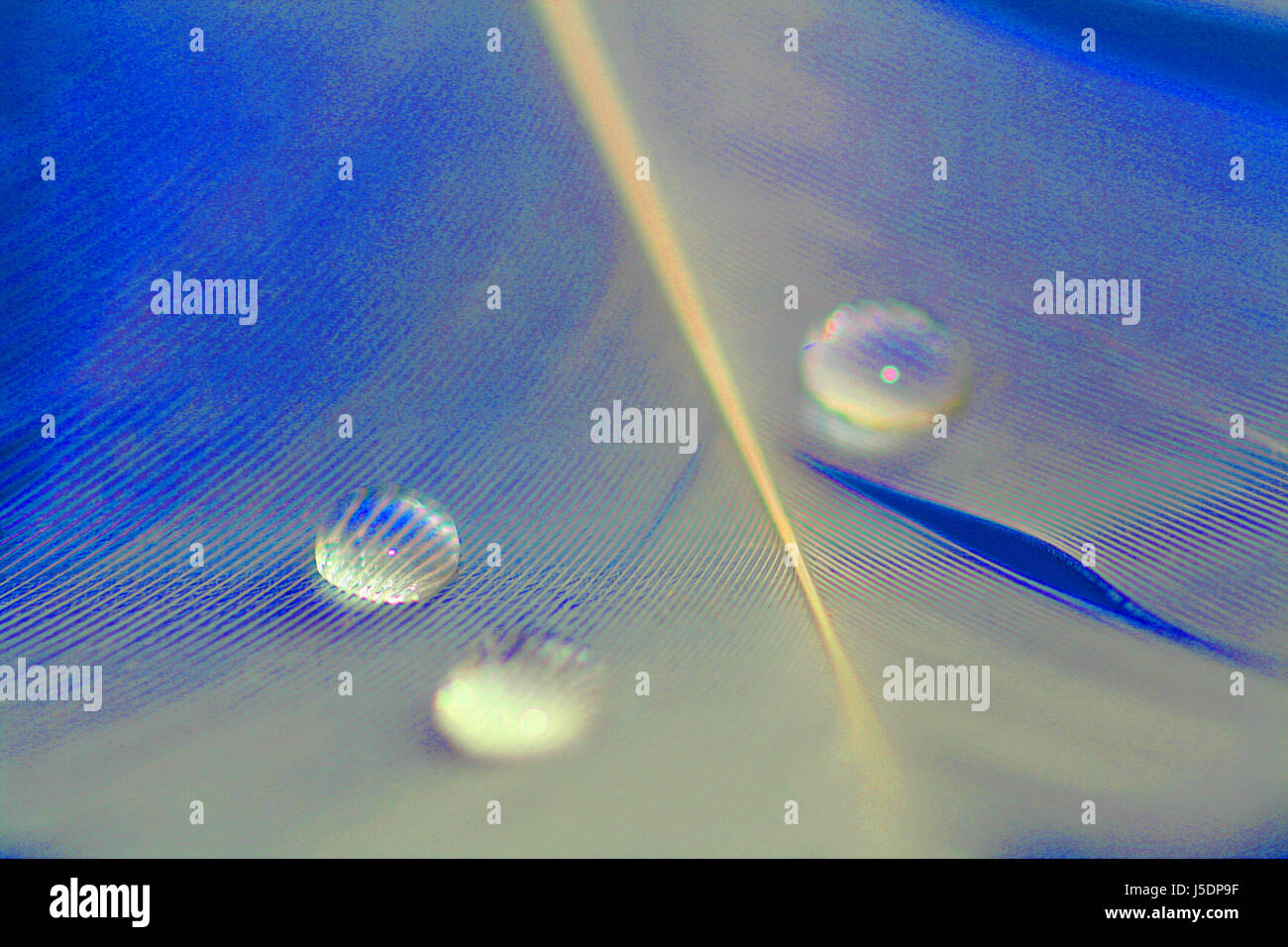 macro pen and ink drawing Stock Photo Alamy