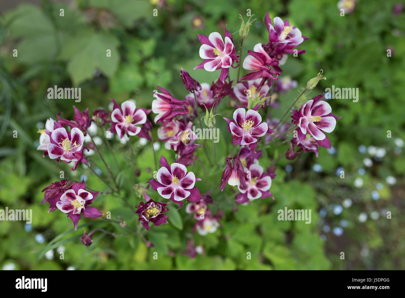 purple flowers in spring garden Stock Photo - Alamy