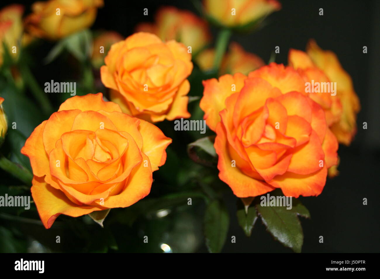 Russian Three Roses Three Roses High Resolution Stock Photography and Images - Alamy