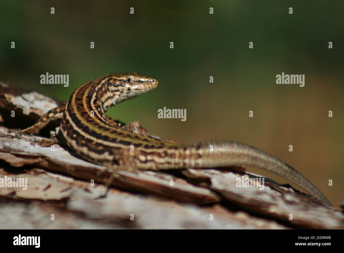 animal reptile lizard saurian watchful gracile flexible pitiusen eidechse Stock Photo