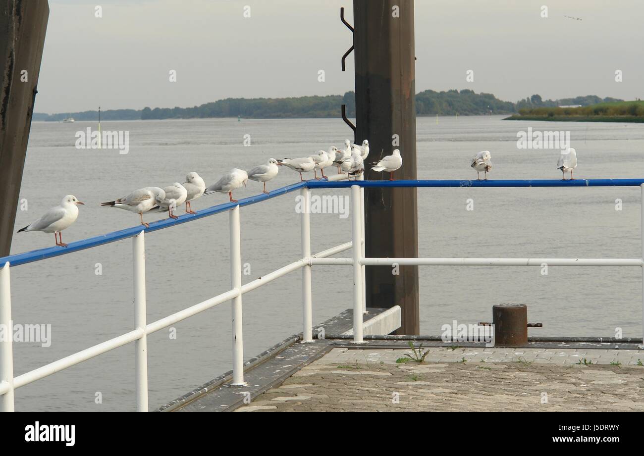 bird birds abreast waterfowls railing furbish waterfowl beaded put ...