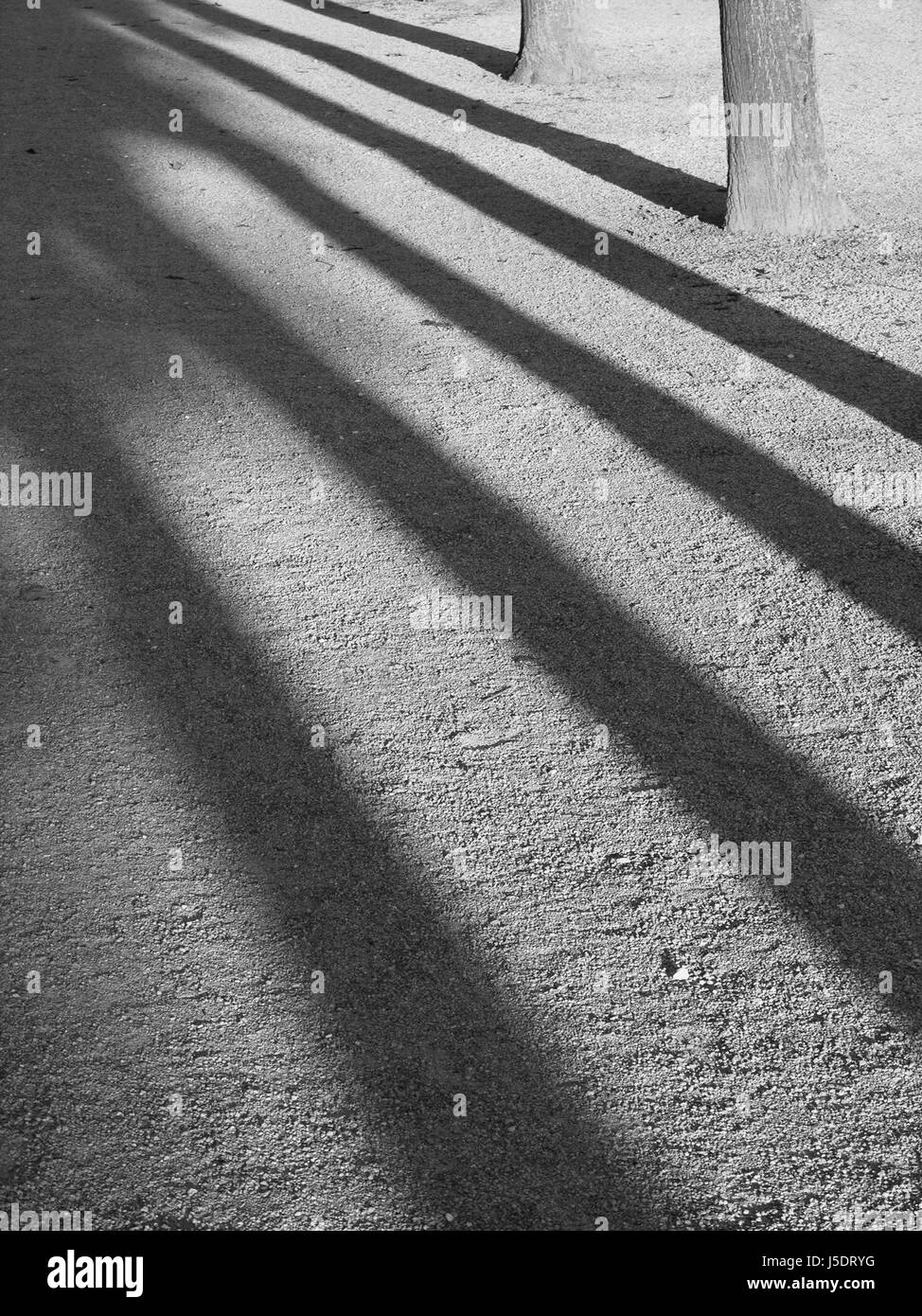 tree trees bw evening diagonal contrast long shadow play avenue length shaddow Stock Photo