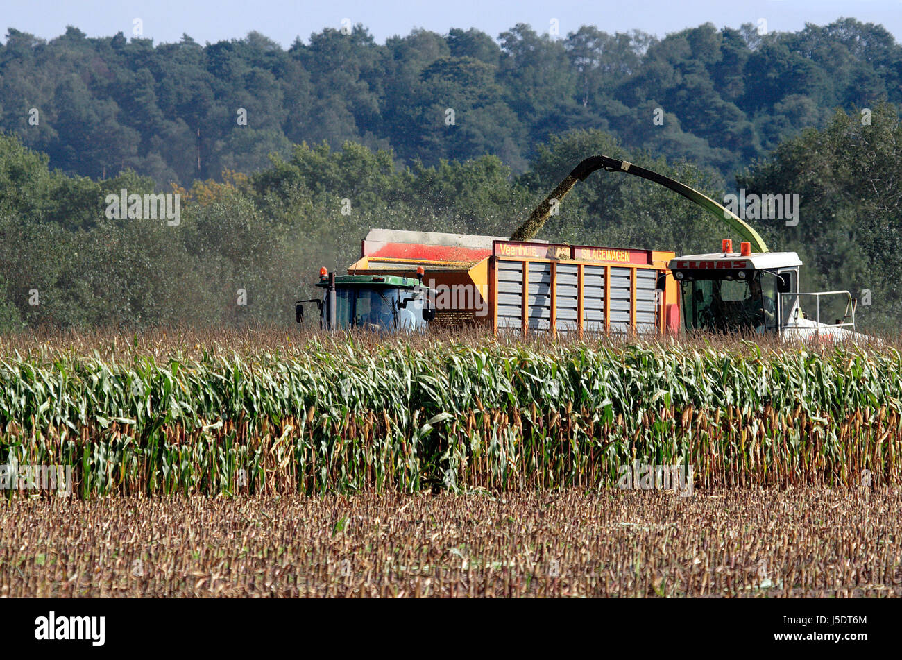 dust field agricultural labourer corn harvest time cornfield feeding