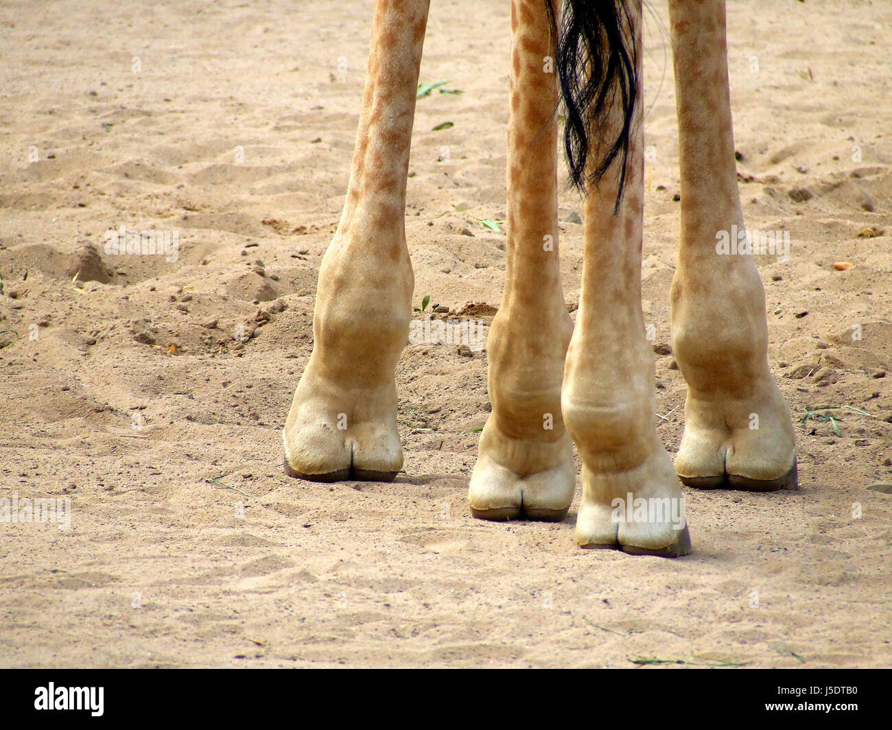 Giraffe Foot Facts Wallpapers For Desktop Full Size HooDoo Wallpaper