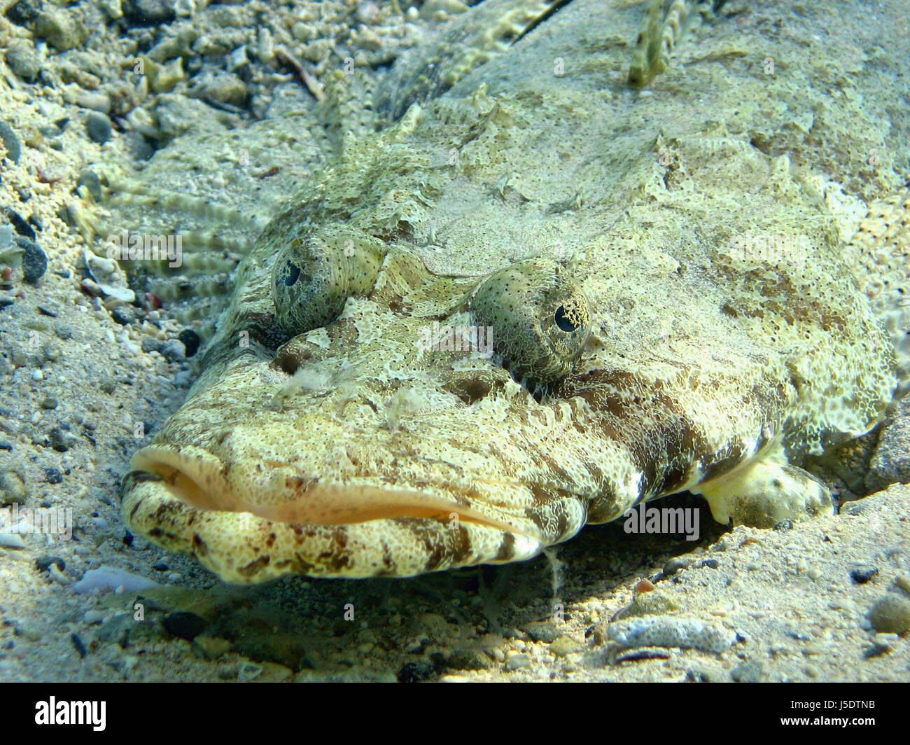 animal fish underwater dive camouflage sea animal atoll snorkel sea