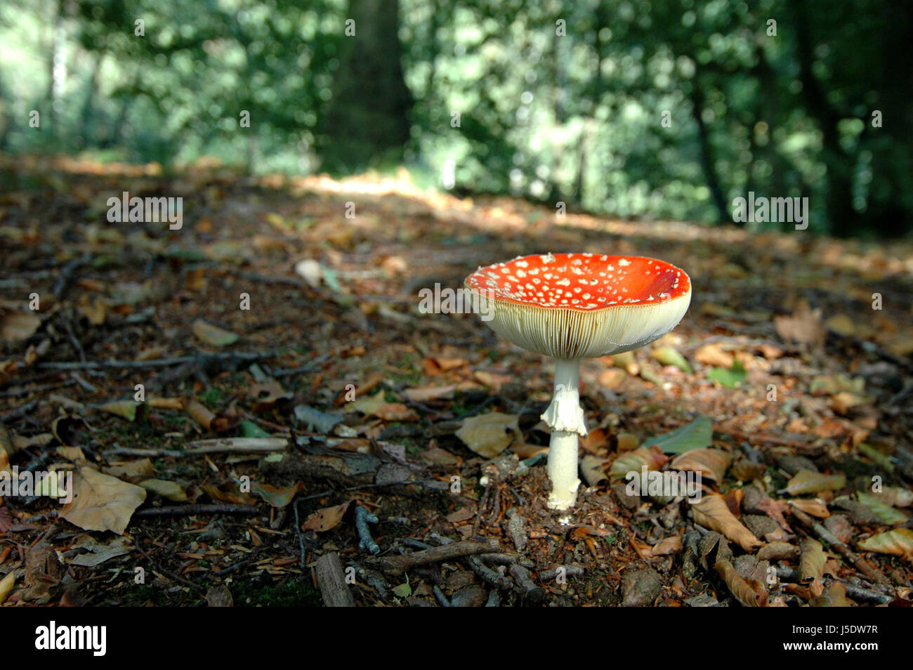 fly agaric mushrooms forest fall autumn toxisch waldpilz myzel schwammerln Stock Photo