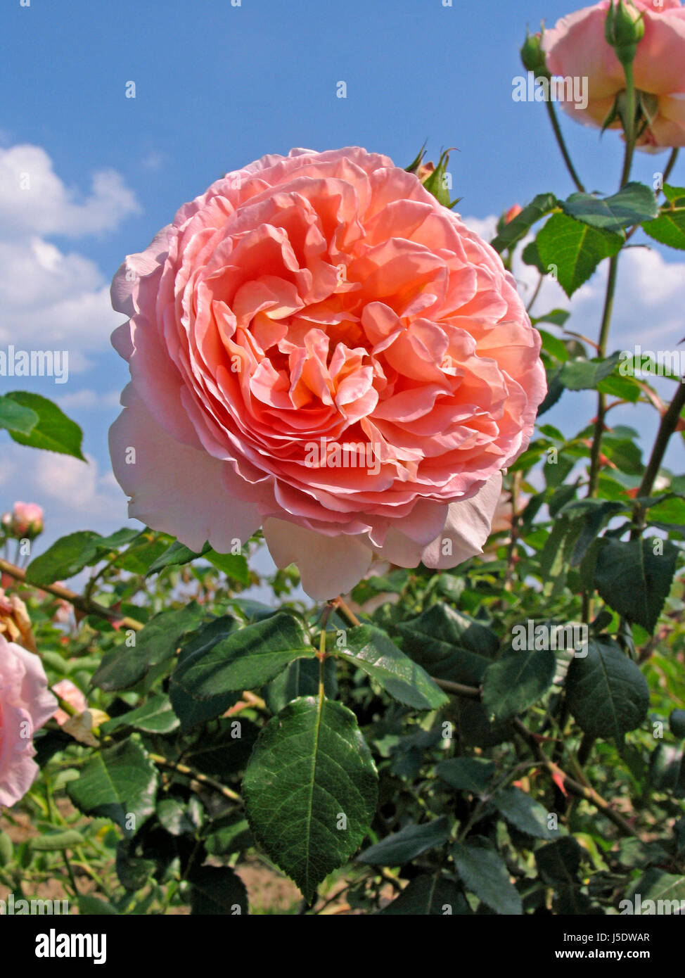 The Darby Rose