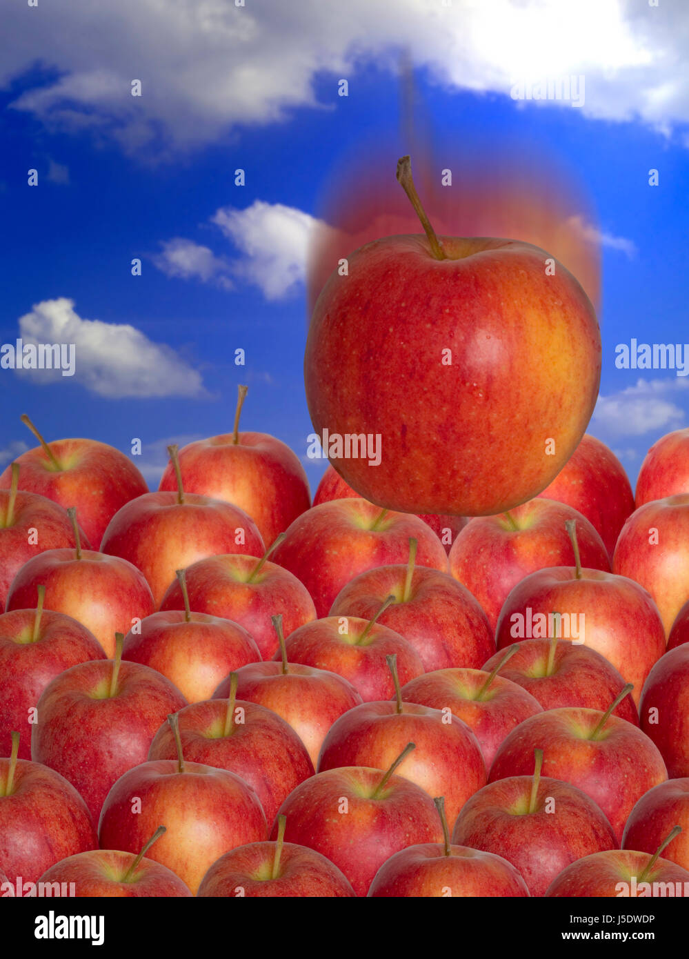 green biological apple tree fruit apples apple fruittree harvest time