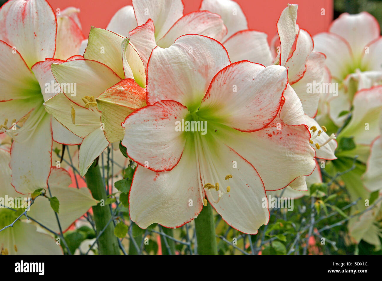 flower flowers plant blank european caucasian amaryllis ornamental plants way Stock Photo