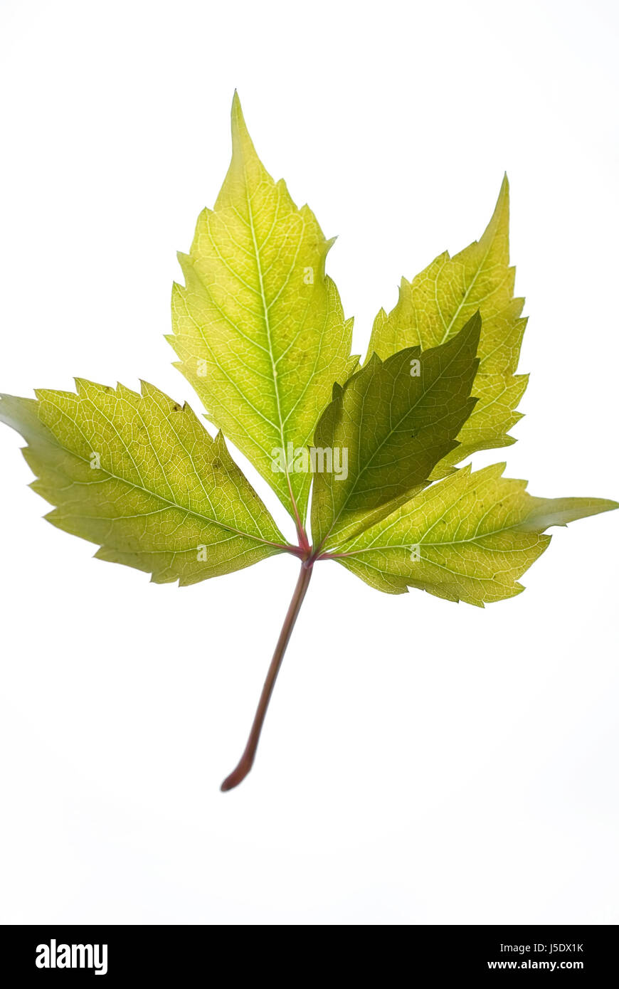 autumn leaf 06 Stock Photo