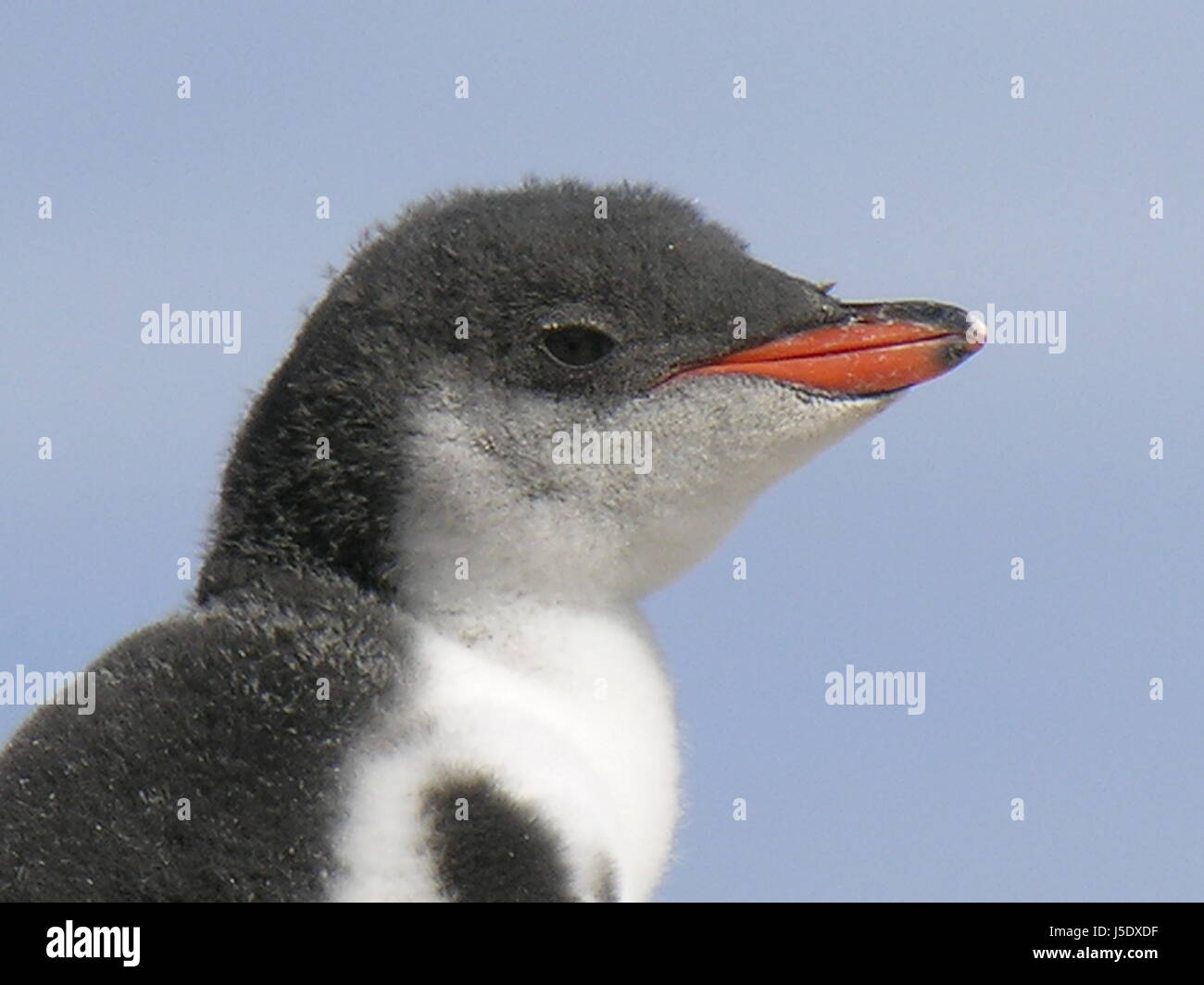penguin chicks Stock Photo