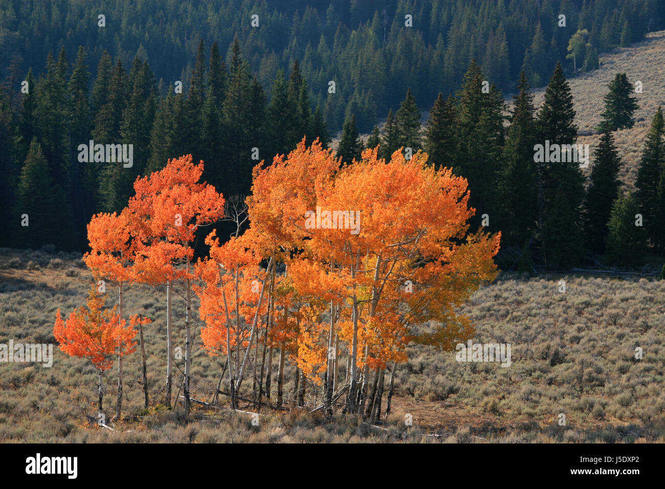 indian summer in the bighorn mountains Stock Photo