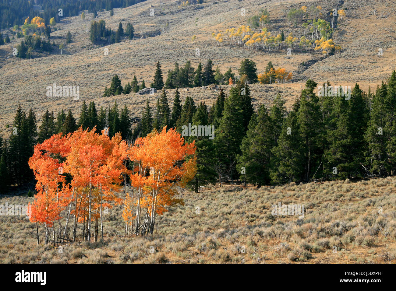 tree trees america buzzer tree trees mountains holiday vacation holidays Stock Photo