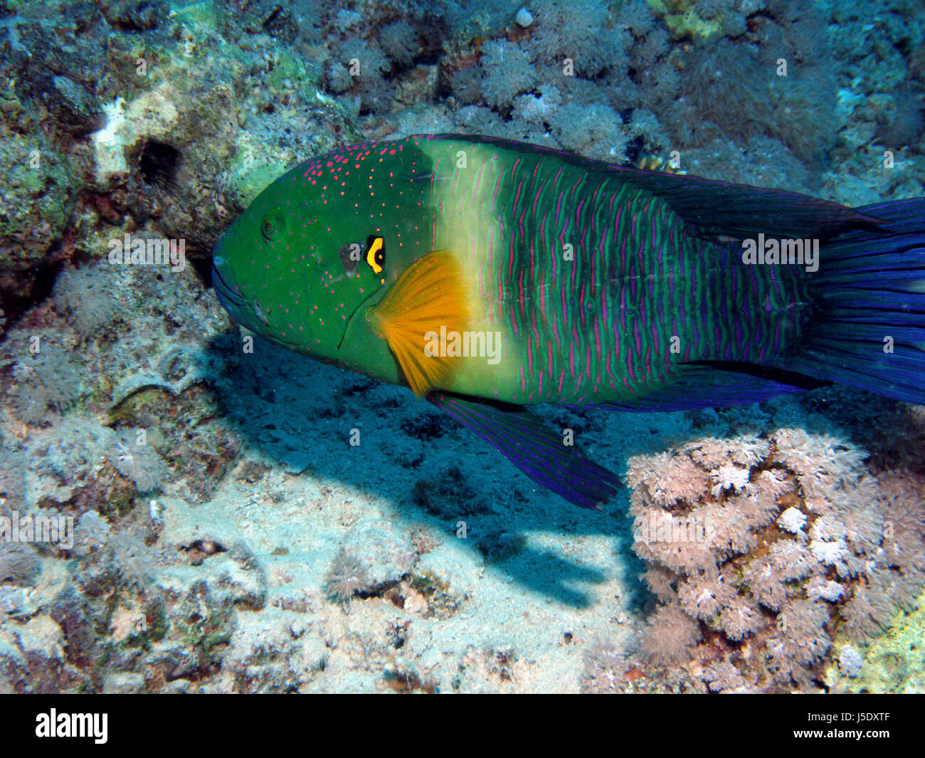 broomtail - wrasse Stock Photo