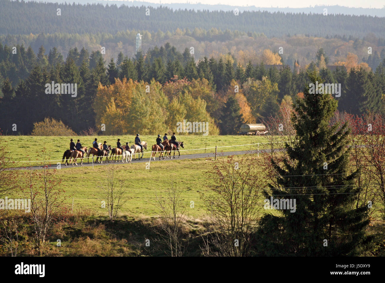 ride horse green brown brownish brunette blank european caucasian autumnal Stock Photo