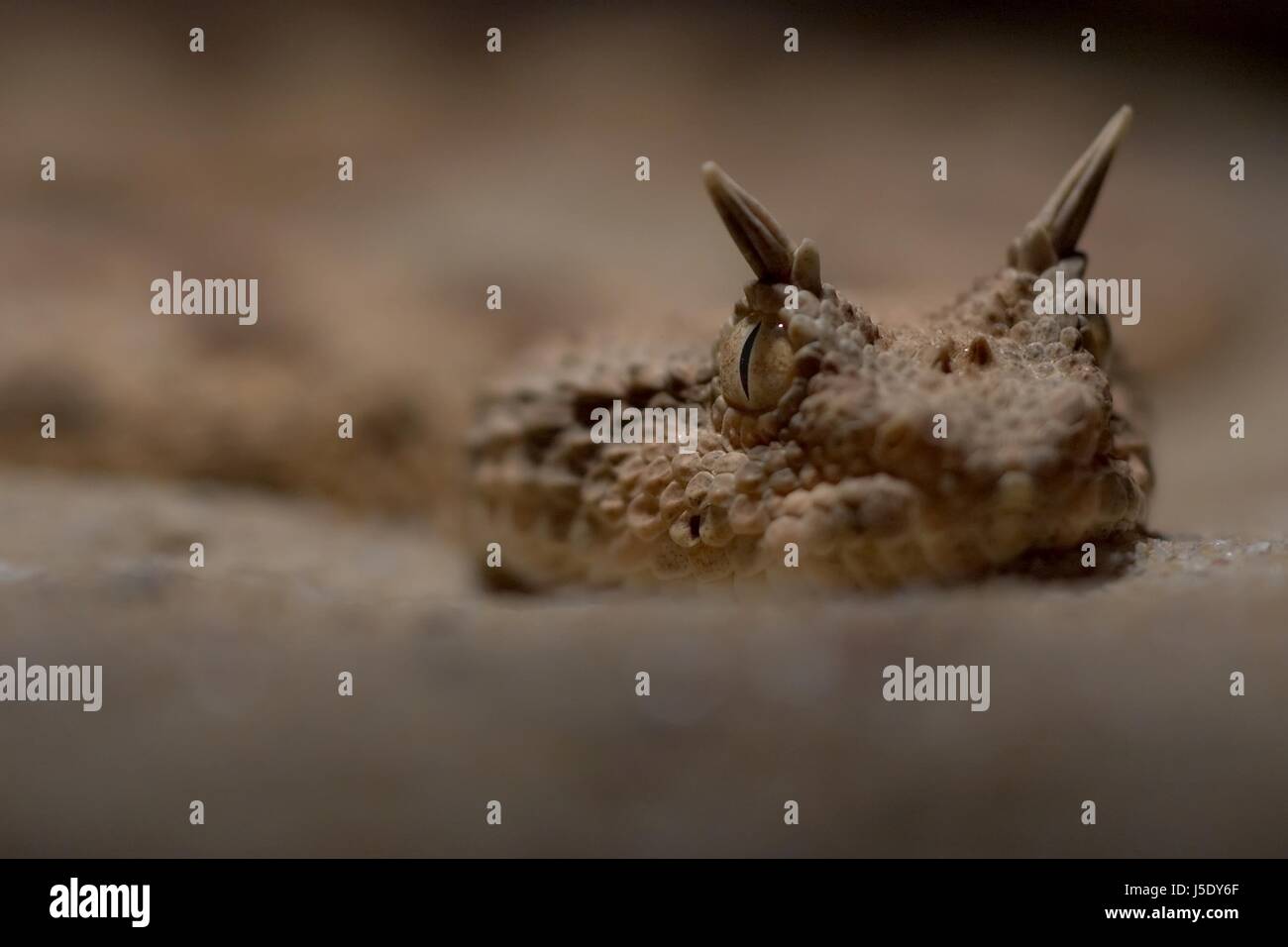 eye organ detail admission tele snake vipers sands sand toxic poisonous Stock Photo Alamy
