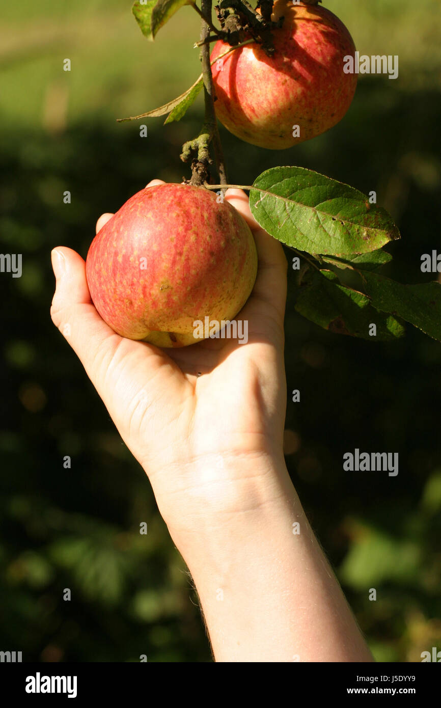 the apple thief Stock Photo