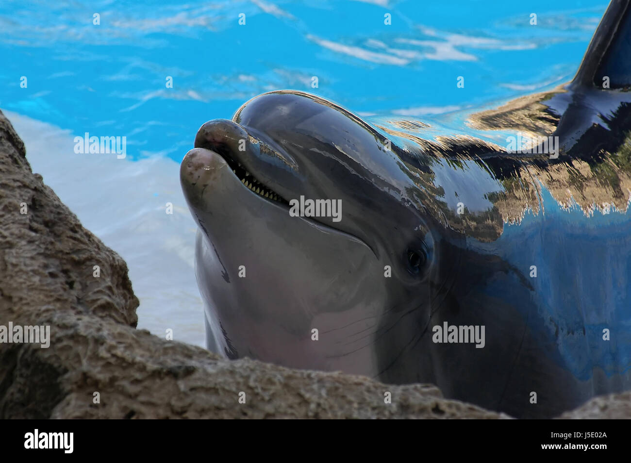 dolphin beg whales dolphins pelvis basin water cetacea delfinartige delpfin Stock Photo