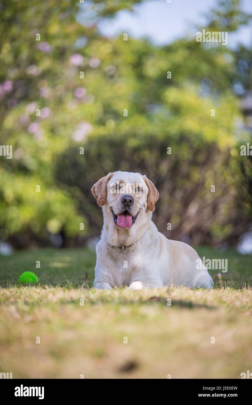 The Labrador retriever playing on the grass Stock Photo - Alamy