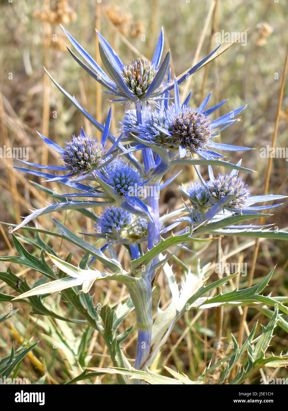 blue flower plant bloom blossom flourish flourishing thistle eryngium Stock Photo