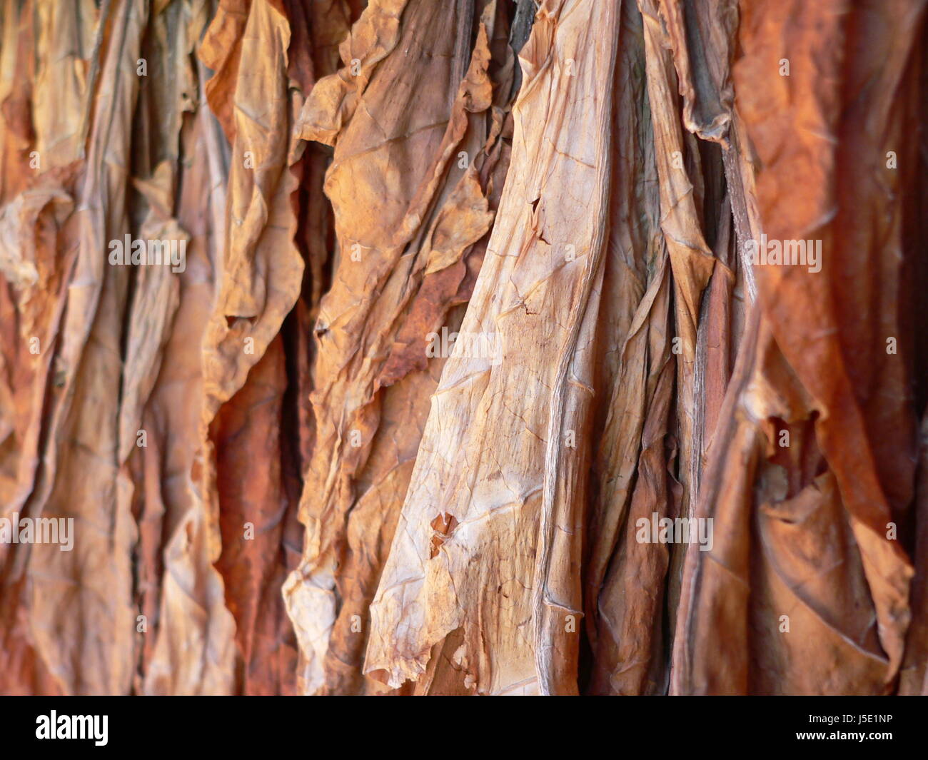 cigarette cigar tobacco raw material dry flavour tabakblatt tabakbltter  Stock Photo