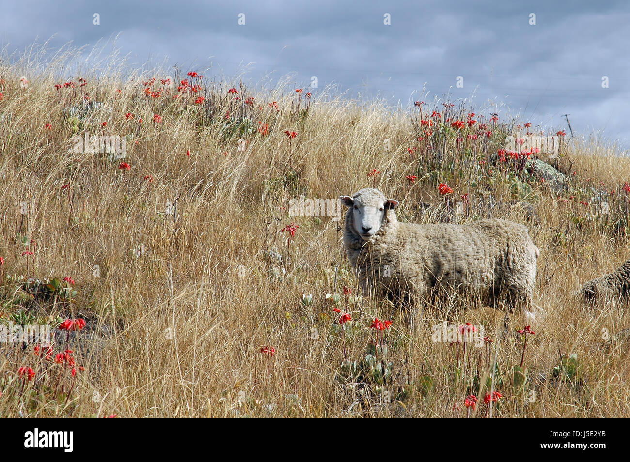 a sheep with dackelblick Stock Photo