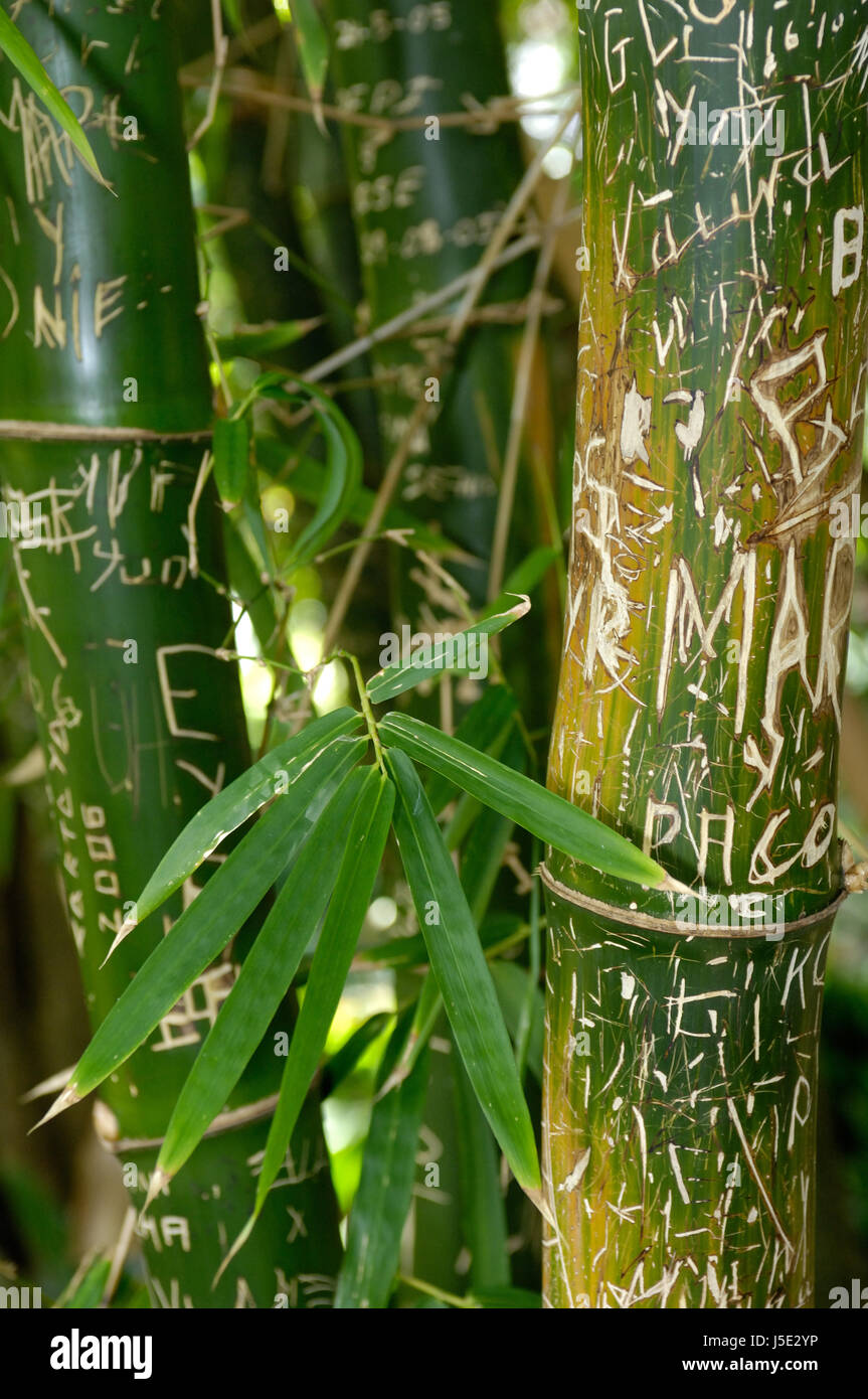 sign signal garden plant green letters writing font typography bark bamboo Stock Photo