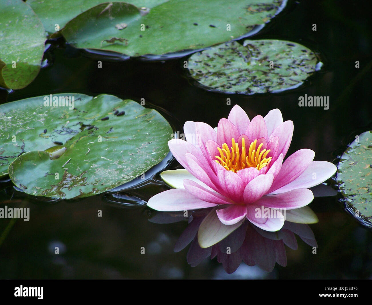 water lily,aquatic plant,fresh water,pond,water,pink,teichrose Stock Photo