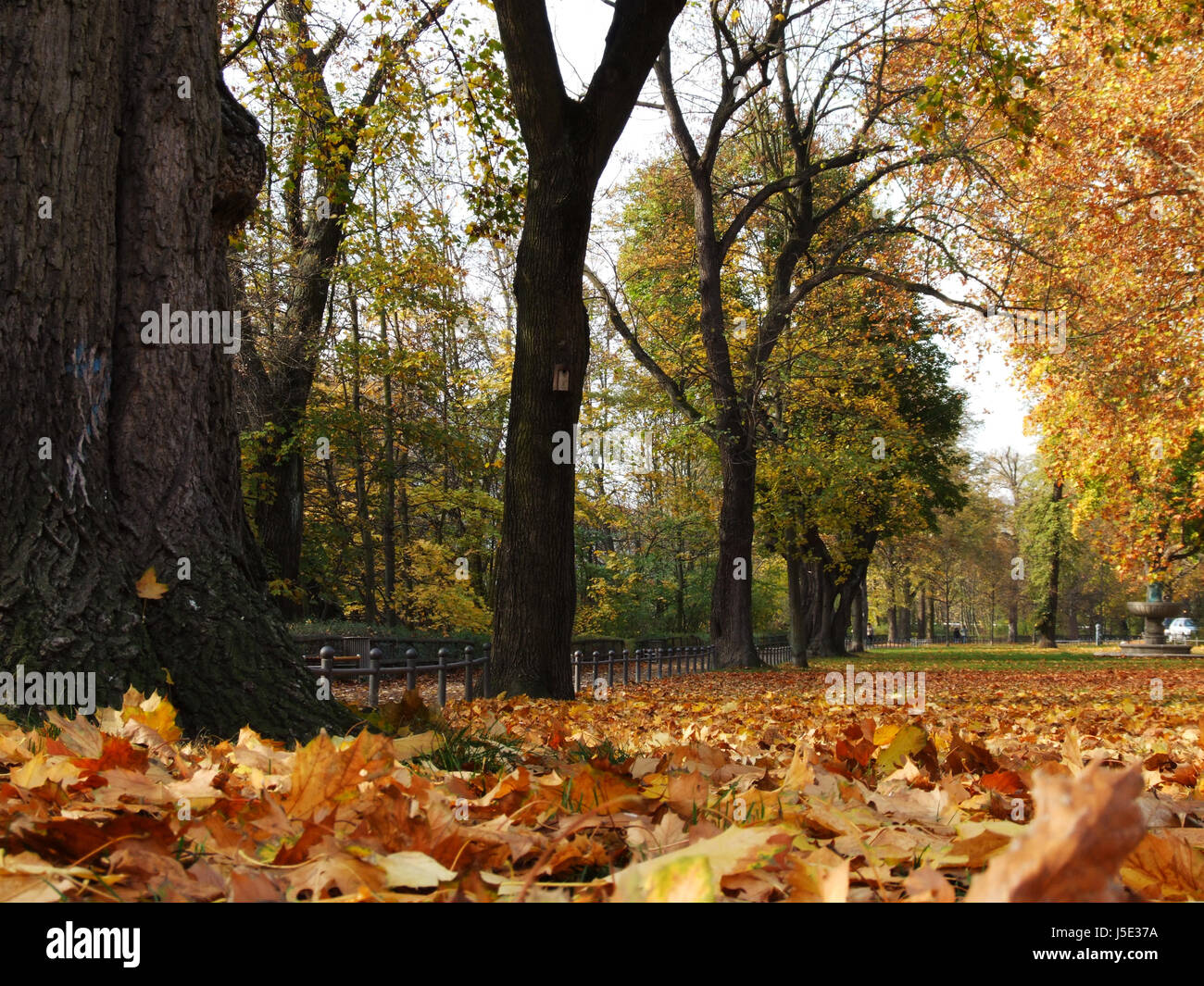 park leaves coloured colourful gorgeous multifarious richly coloured maple Stock Photo