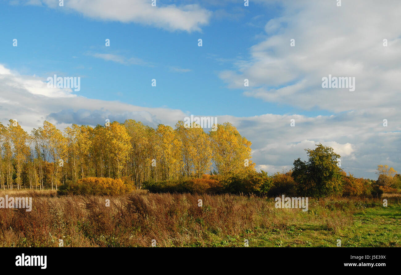 leaf tree trees leaves conservation of nature birches bushes nature-sanctuary Stock Photo
