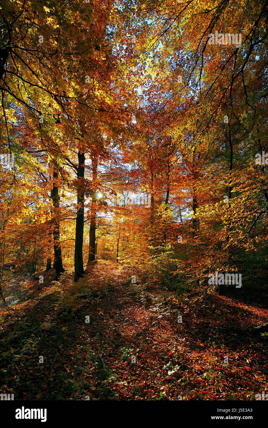 tree trees leaves branches autumn colours seasons forest foliage fall ...