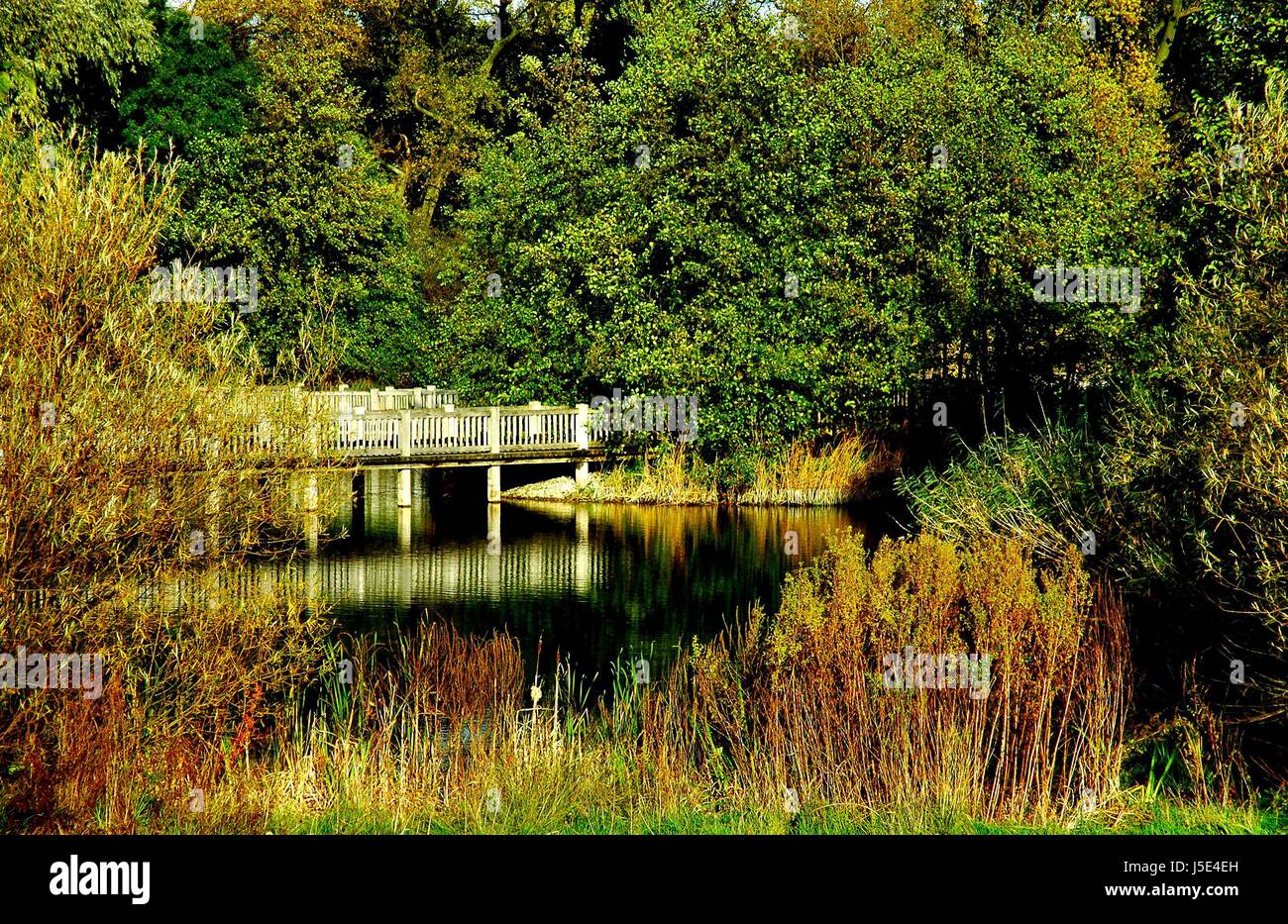 tree trees waters park plant bridge railing fresh water pond water ...