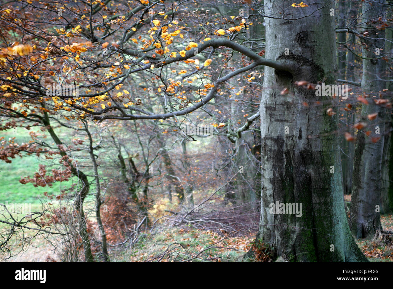 big large enormous extreme powerful imposing immense relevant tree ...