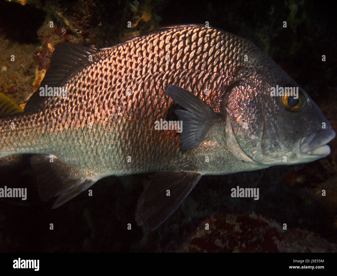 Saba coral reef hi-res stock photography and images - Alamy