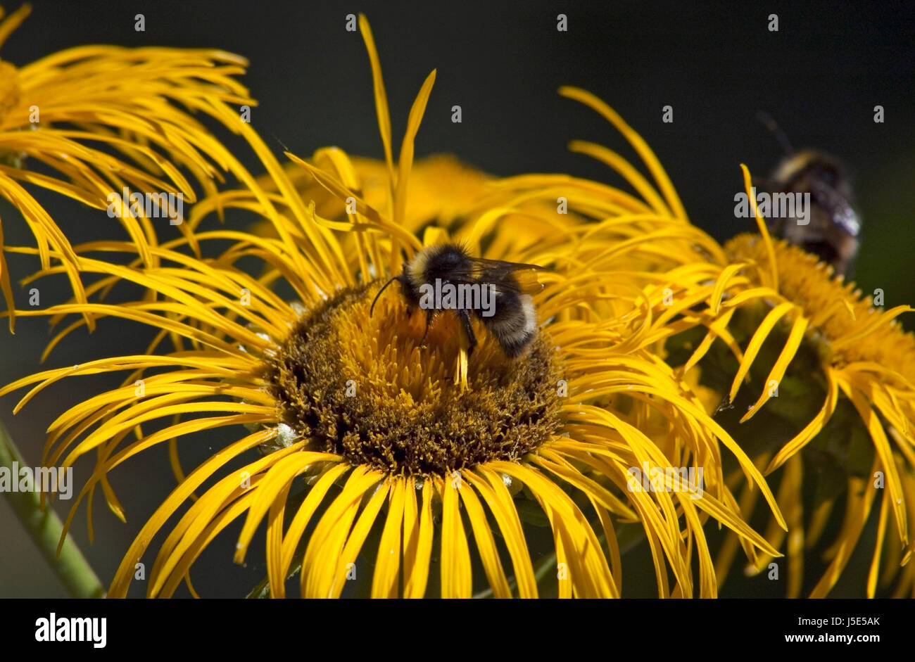 Small Bee Hardworking little bee hi-res stock photography and images - Alamy
