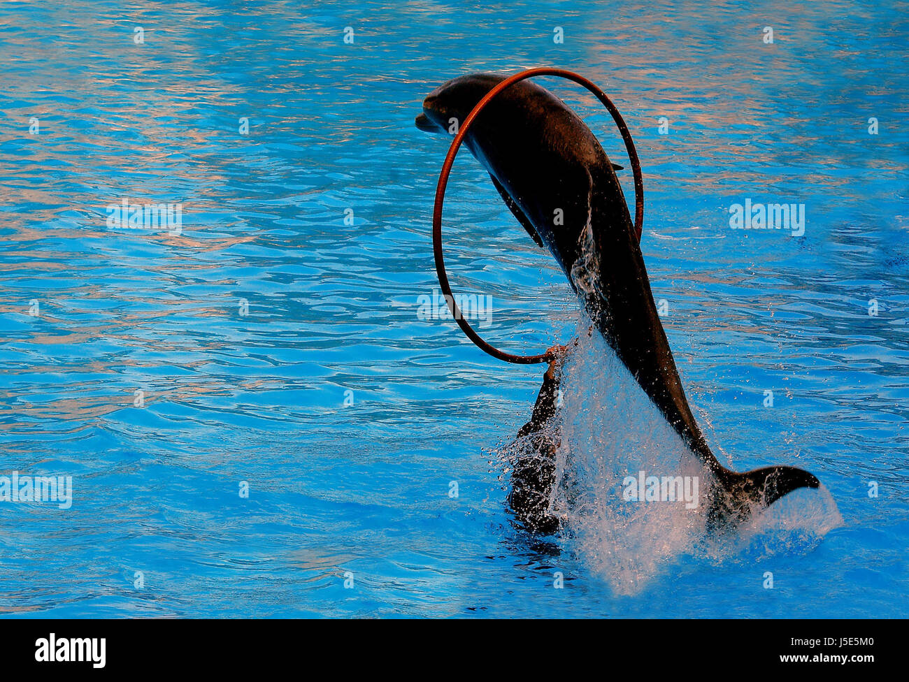 dolphin show tank whales dolphins fly flies flys flying water cetacea Stock Photo