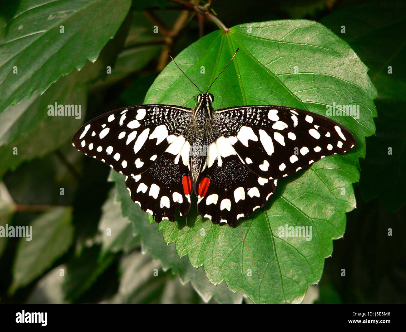 environment enviroment insects animals black swarthy jetblack deep ...