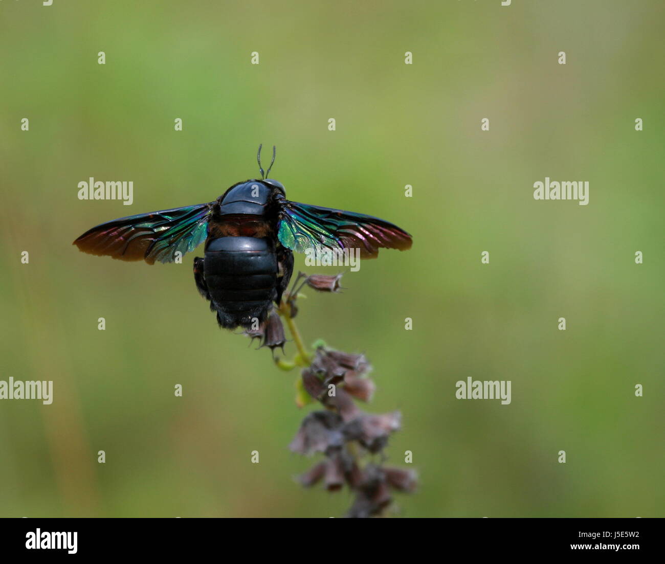 insect asia europe thailand south xylocopa violacea apidae holzbiene ...