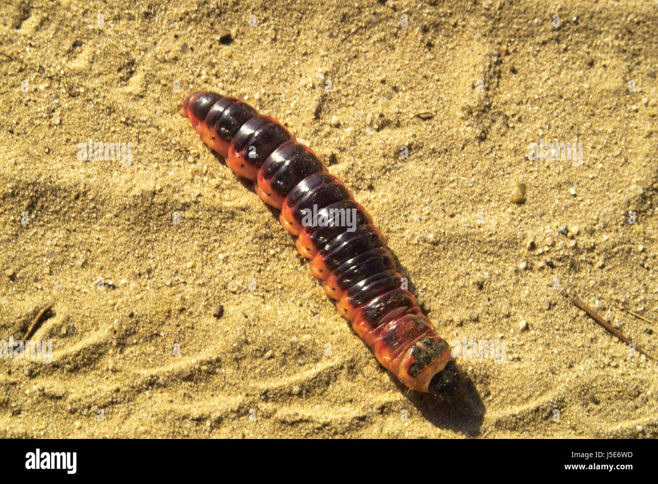 caterpillar larva orange sands sand weidenbohrer cossus cossus great moth Stock Photo