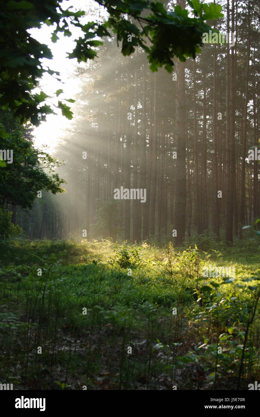 morning mood in the forest Stock Photo - Alamy
