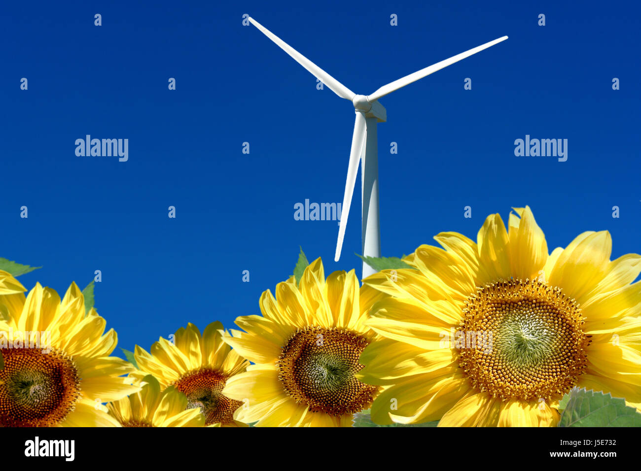 windmill behind sunflower field Stock Photo