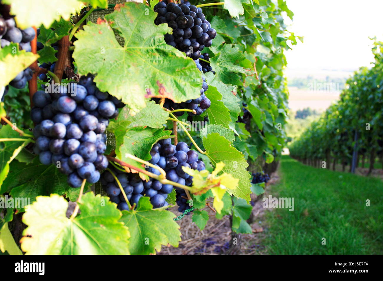 red wine vines with grapes Stock Photo - Alamy