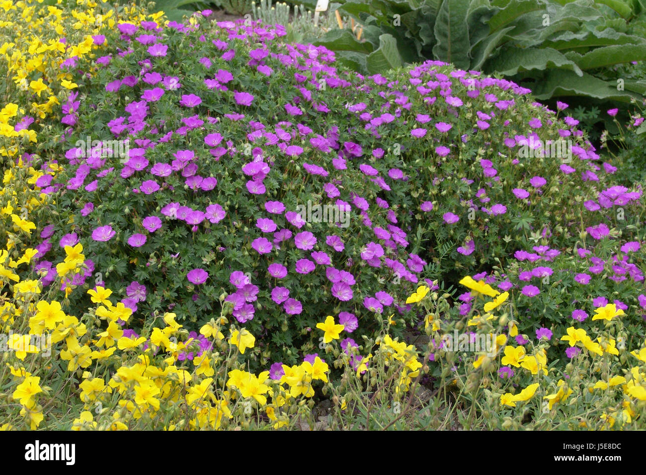 geranium max free with rockrose Stock Photo